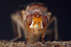 Suillia pallida / Ohne deutschen Namen / Scheufliegen - Heleomyzidae