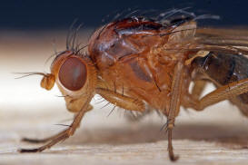 Suillia pallida / Ohne deutschen Namen / Scheufliegen - Heleomyzidae