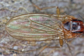 Suillia pallida / Ohne deutschen Namen / Scheufliegen - Heleomyzidae