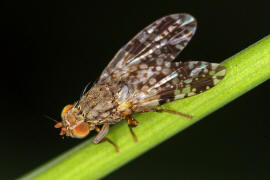 Tephritis ruralis / Ohne deutschen Namen / Bohrfliegen - Tephritidae / Ordnung: Diptera - Zweiflgler / Unterordnung: Fliegen - Brachycera (Cyclorrhapha)