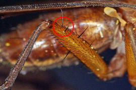 Tetanocera arrogans / Ohne deutschen Namen / Hornfliegen - Sciomyzidae / Ordnung: Zweiflgler - Diptera - Brachycera