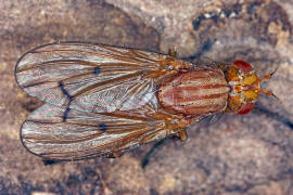 Tetanocera arrogans / Ohne deutschen Namen / Hornfliegen - Sciomyzidae / Ordnung: Zweiflgler - Diptera - Brachycera