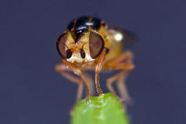 Thaumatomyia notata / Gemeine Halmfliege / Halmfliegen - Chloropidae / Ordnung: Zweiflgler - Diptera - Brachycera
