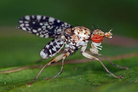 Trypetoptera punctulata / Gepunktete Hornfliege / Hornfliegen - Sciomyzidae / Ordnung: Zweiflgler - Diptera - Brachycera