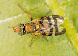 Urophora solstitialis (Linnaeus, 1758) / Familie: Bohrfliegen - Tephritidae / Ordnung: Diptera - Zweiflgler / Unterordnung: Fliegen - Brachycera (Cyclorrhapha)
