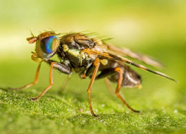 Urophora solstitialis (Linnaeus, 1758) / Familie: Bohrfliegen - Tephritidae / Ordnung: Diptera - Zweiflgler / Unterordnung: Fliegen - Brachycera (Cyclorrhapha)