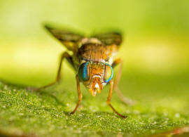 Urophora solstitialis (Linnaeus, 1758) / Familie: Bohrfliegen - Tephritidae / Ordnung: Diptera - Zweiflgler / Unterordnung: Fliegen - Brachycera (Cyclorrhapha)