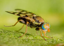 Urophora solstitialis (Linnaeus, 1758) / Familie: Bohrfliegen - Tephritidae / Ordnung: Diptera - Zweiflgler / Unterordnung: Fliegen - Brachycera (Cyclorrhapha)