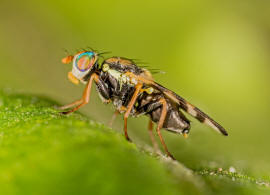 Urophora solstitialis (Linnaeus, 1758) / Familie: Bohrfliegen - Tephritidae / Ordnung: Diptera - Zweiflgler / Unterordnung: Fliegen - Brachycera (Cyclorrhapha)